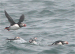 Puffins