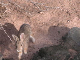 Surprised bunny