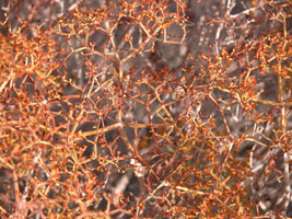 Detail of a plant at sunrise