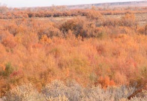 Life in the desert in the fall