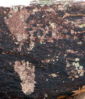 Petroglyph of feet