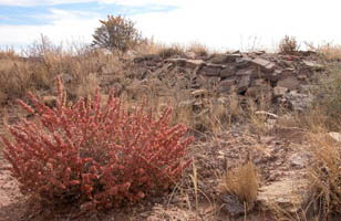 Plant by the ruins