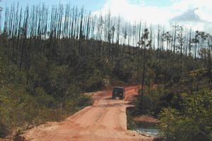 Pine trees were eaten by a plague of beetles