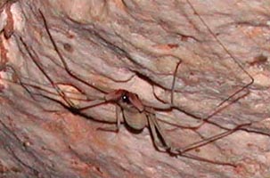 'Cave Cricket' - I did not like this