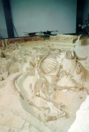 Actual Mammoth Bones (not fossils) in Situ