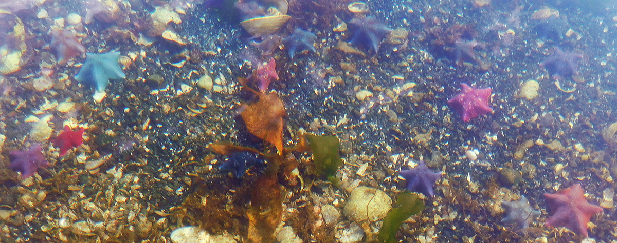 Sealife at Burnaby Narrows.