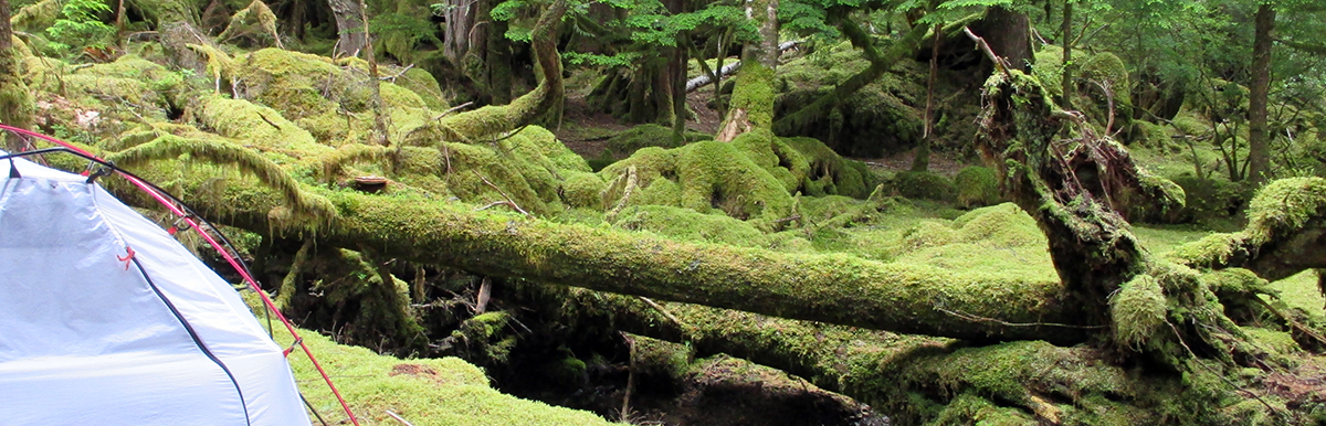 Camping in the lush forest of Haida Gwaii.