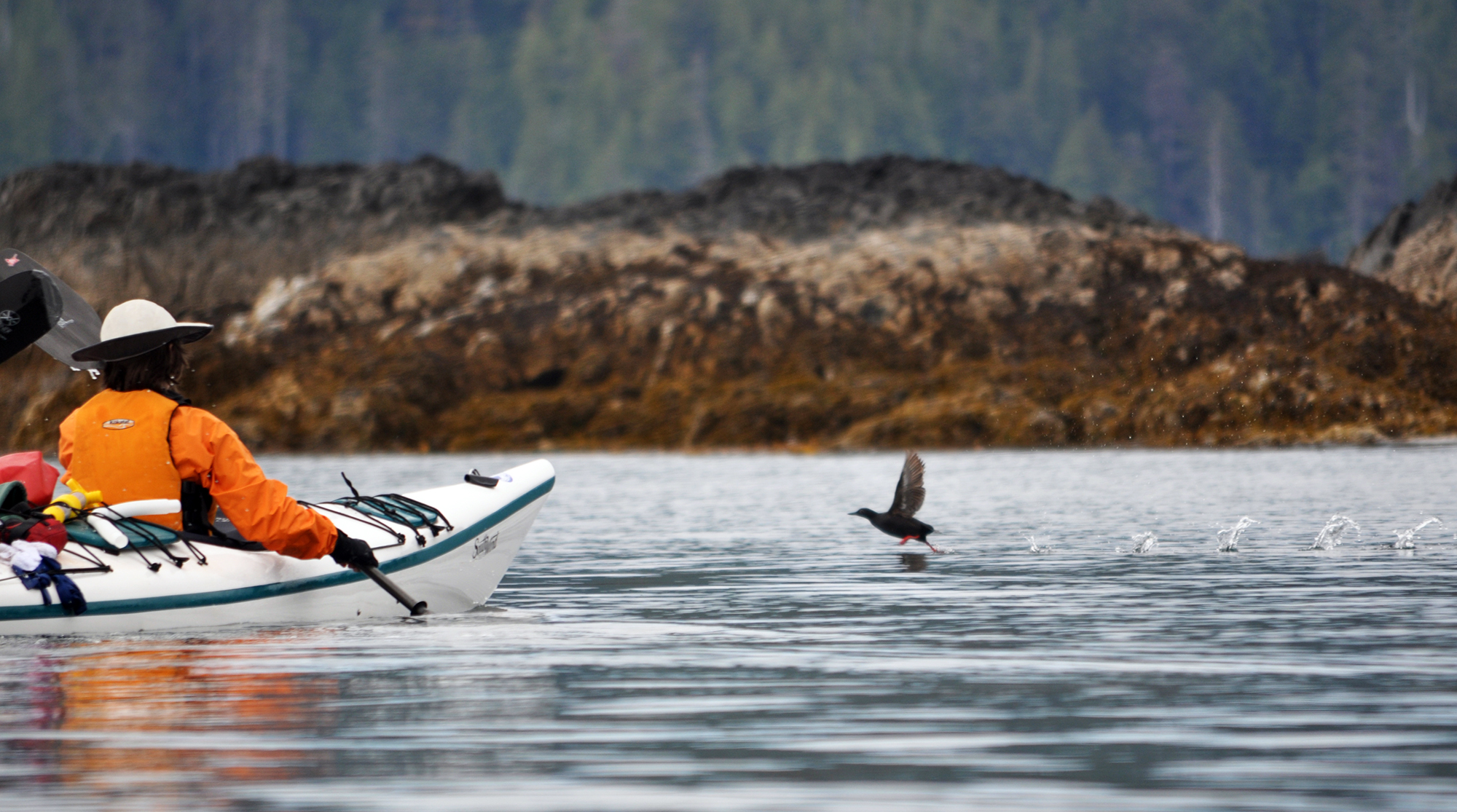 A pigeon guillemot takes flight.