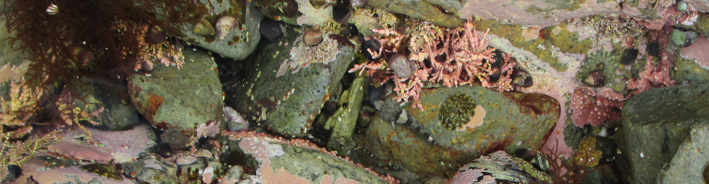 So much life in a small space. Periwinkle, Limpets, Sculpin (center), hermit crab (bottom left), Turban snails, Chiton (top right).