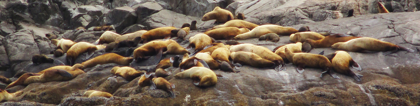 A rookery of sea lions from day 1.