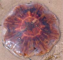 Arctic Red jelly fish on the shore