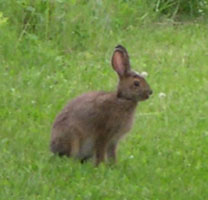 Bunny on trail