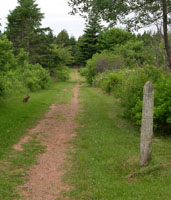 Dirt path with bunny on left