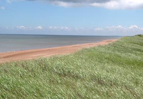 grassy dune with St. Lawrence in background