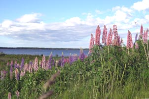 lupine with lake in back