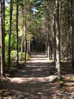 Wooded path at the beginning