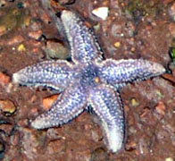 Sea Star