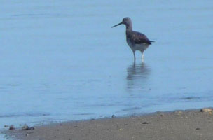 Bird at end of route on beach