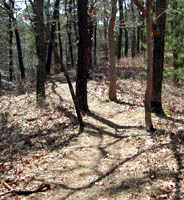 Thin path through woods