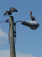 Cormorants drying their feathers from the Bourne side