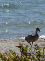 Duch on a sandy beach