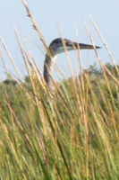 Peeking heron