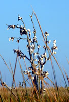 leafless tree with shells decorating the branches