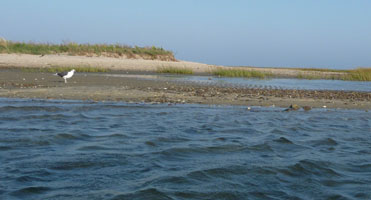 Bird on a sandbar