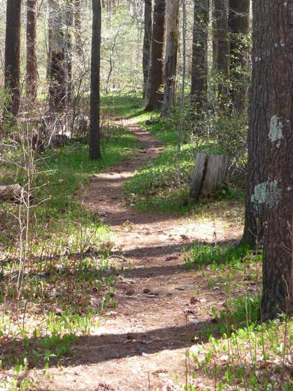 The thin path curves through the woods