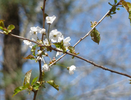 spring blooms