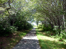 rare part of path with shaded trees