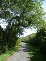 gnarly branched tree