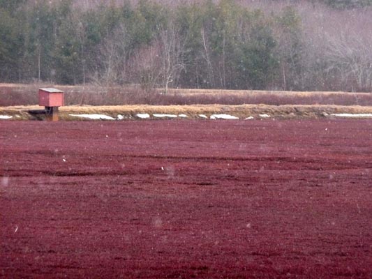 Cranberry bog during winter flurries.