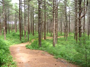 Curves though the pine forest.