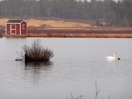 Swan in front of cranberries and hut.