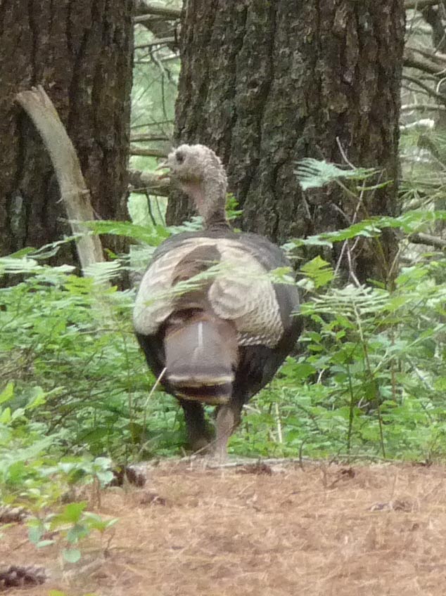 Turkey on the bike trail.