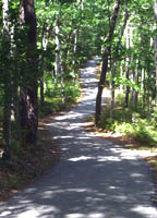 Curvy shady path