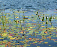 Lily pads in the pond