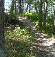 trail dug out by ferns