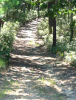 wooded path