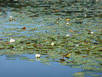 Lilies on a pond at one of the parking areas