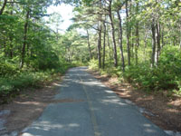 Path in the woods