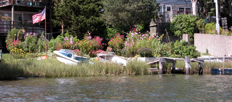 Flowers on Seacoast Shores