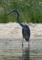 Heron wadding off of Washburn Island