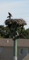 Osprey pearched at the turn around