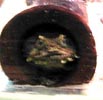 gross fish in log