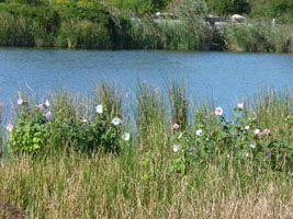 Flowers on the side of the trail