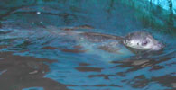 seal swimming