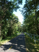 Shady patch towards Woodshole