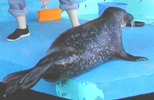 seal